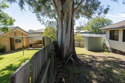 Boundary tree growing on a shared fence line in Ballarat