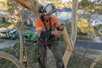 Qualified arborist working with a two rope climbing system in a backyard eucalyptus in Ballarat