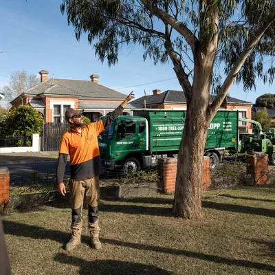 Tree Removal pricing in Ballarat