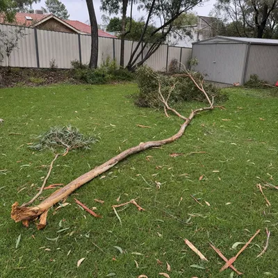 Before: Storm limb through a boundary fence, Ballarat