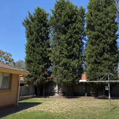 Before: Plane tree removal, Yarrowee River corridor, Ballarat