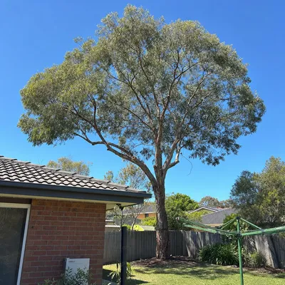 After: Crown reduction over a roofline, Wendouree, Ballarat