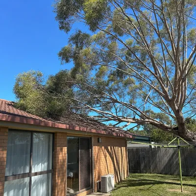 Before: Crown reduction over a roofline, Wendouree, Ballarat