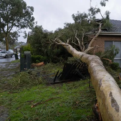 Emergency Tree Services in Ballarat. 24/7 callouts for storm damaged limbs, fallen trees and urgent wind hazards across Ballarat and surrounding areas.